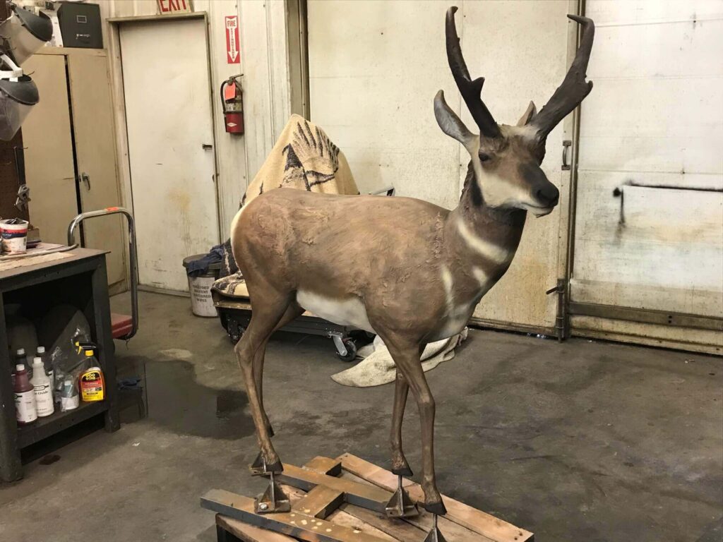 Pronghorn sculpture in studio workshop